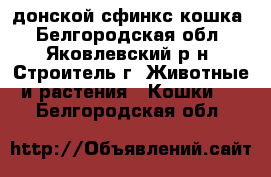 донской сфинкс кошка - Белгородская обл., Яковлевский р-н, Строитель г. Животные и растения » Кошки   . Белгородская обл.